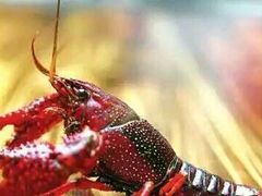 -传统香辣蟹(南园路店)