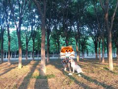 -北京京卫宠物寄养训练中心