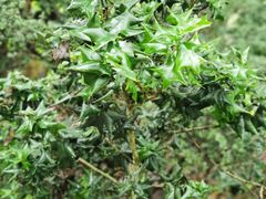 -中国科学院西双版纳热带植物园