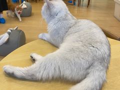 -Let's go狗咖·猫咖·奶狗·桌游(春熙路IFS店)