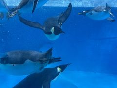 -海合安成都极地海洋公园