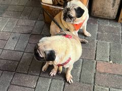 -Apple 零售店(Canton Road)