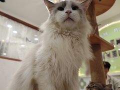 -共舞时光猫咖·狗咖(新街口店)