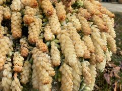 -杨林闻老三酸菜鱼(总店)