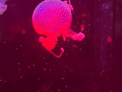 -梦幻海洋王国(吾悦广场张家港店)
