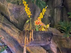 -正佳雨林生态植物园