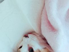 -灵美宠物诊所