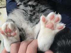 -瑞派名望24h动物医院异宠专科·猫专科·骨科·重症监护分院