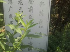 -大兴滨河森林公园