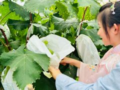 -马陆小张葡萄园农家乐