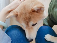 -柴犬小屋·柴餐厅·狗咖食堂(金鼎广场店)