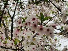 -高东镇樱花园