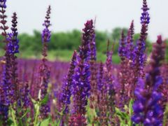 -北京东方普罗旺斯薰衣草庄园