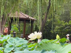 -莲花池公园