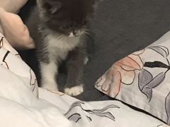 -喵zoo家庭繁育猫舍(尖东智能花园店)