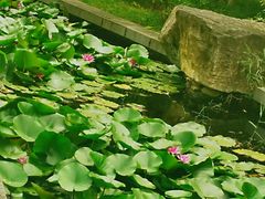 -济南植物园