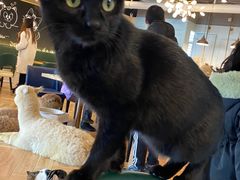 -遇见羊驼·奶狗咖·布偶猫咖·法斗柯基柴犬阿拉斯加(春熙路太古里IFS店)