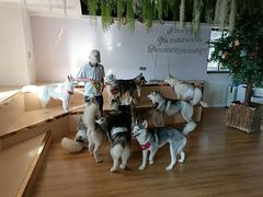 -Husky Go! 哈士奇体验馆·宠物咖啡厅狗咖