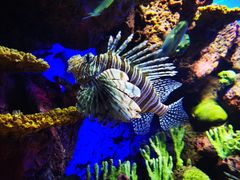 -上海海洋水族馆