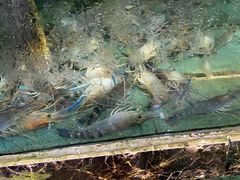 -马王堆海鲜水产市场