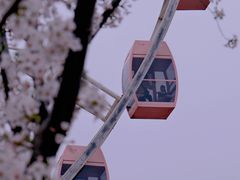 -顾村公园
