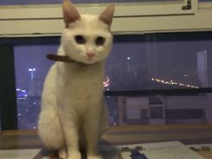 -萌喵宠狗爱心宠咖