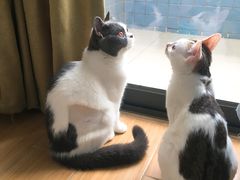 -创凡宠物医院·骨专科  猫科中心(西乡分院)