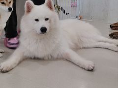 -共舞时光猫咖·狗咖(新街口店)