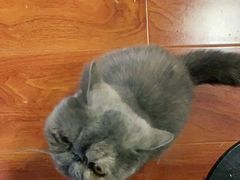 -猫小院猫主题咖啡厅(北锣店)
