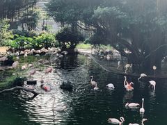 -九龙公园