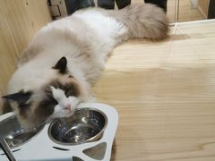 -屋虎猫馆(宝安大仟里店)