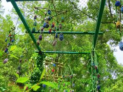 -神光山国家森林公园