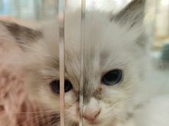 -藏猫猫咖啡主题馆(中央大道店)