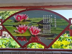 -莲花池公园
