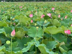 -漩门湾国家湿地公园