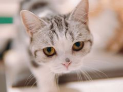 -飞行喵MR PILOT|猫舍·猫咖(静安大融城店)