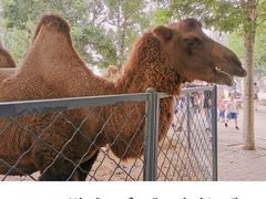 -长白岛森林公园