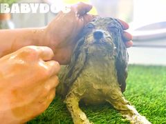 -BABYDOG宝贝狗宠物乐园(欧洲城店)