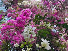 -深圳国际园林花卉博览园