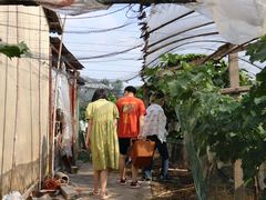 -马陆小张葡萄园农家乐