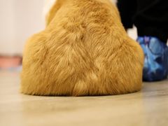 -浣熊柯尔鸭土拨鼠·电玩咖