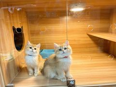 -猫十亿·布偶金渐层·曼基康矮脚猫舍(青年路店)