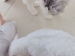 -怪兽屋·羊驼·猫咖·狗咖(俊华广场店)