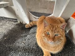 -牛岛王子面馆