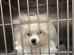 -博特宠物医院24h犬猫全科.骨科·异宠