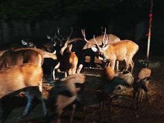-清迈夜间动物园