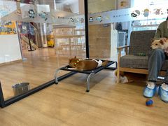 -南京Hallo宠物乐园·哈罗犬舍·柴犬繁育基地