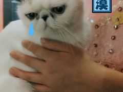 -猫色咖啡·猫咖