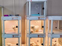 -翊宠yipet猫狗购宠庄园犬舍•猫舍