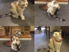 -猫色咖啡·猫咖